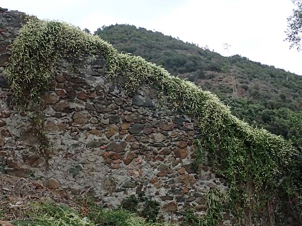 Anredera cordifolia \ Madeirawein, Basellkartoffel / Heartleaf Madeira Vine, I Liguria, Bonassola 4.10.2023