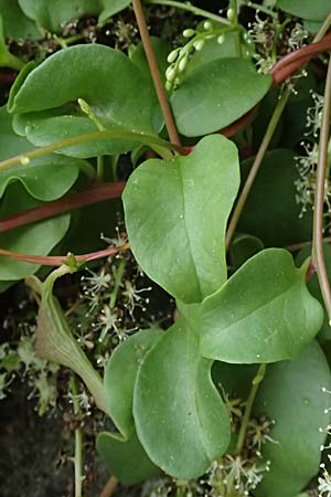 Anredera cordifolia \ Madeirawein, Basellkartoffel / Heartleaf Madeira Vine, I Liguria, Bonassola 4.10.2023