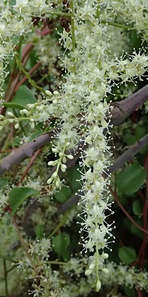 Anredera cordifolia \ Madeirawein, Basellkartoffel / Heartleaf Madeira Vine, I Liguria, Bonassola 4.10.2023