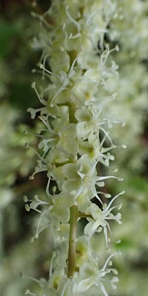 Anredera cordifolia \ Madeirawein, Basellkartoffel / Heartleaf Madeira Vine, I Liguria, Bonassola 4.10.2023