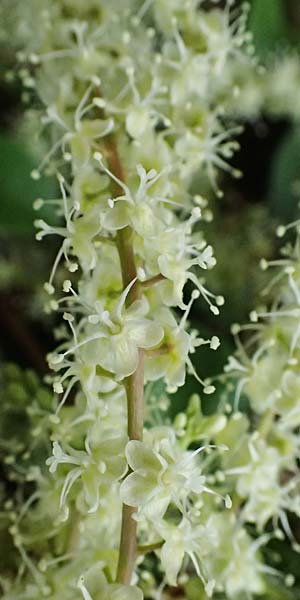 Anredera cordifolia \ Madeirawein, Basellkartoffel / Heartleaf Madeira Vine, I Liguria, Bonassola 4.10.2023