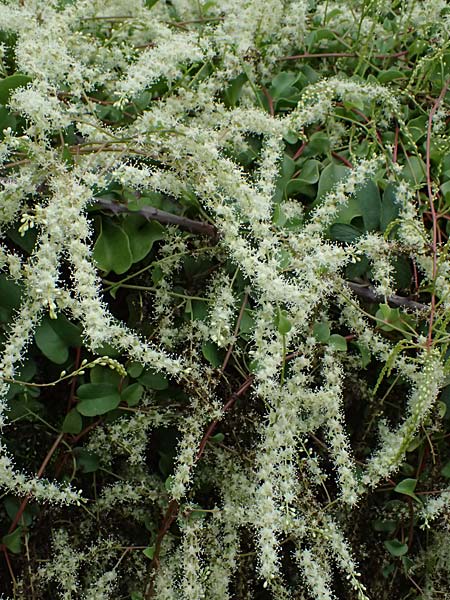 Anredera cordifolia \ Madeirawein, Basellkartoffel / Heartleaf Madeira Vine, I Liguria, Bonassola 4.10.2023