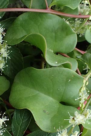Anredera cordifolia \ Madeirawein, Basellkartoffel / Heartleaf Madeira Vine, I Liguria, Bonassola 4.10.2023