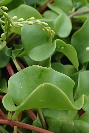 Anredera cordifolia \ Madeirawein, Basellkartoffel / Heartleaf Madeira Vine, I Liguria, Bonassola 4.10.2023