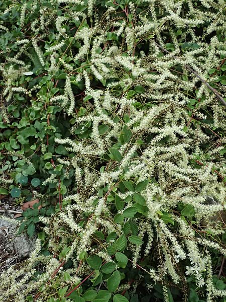Anredera cordifolia \ Madeirawein, Basellkartoffel / Heartleaf Madeira Vine, I Liguria, Bonassola 4.10.2023