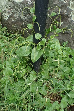 Anredera cordifolia \ Madeirawein, Basellkartoffel / Heartleaf Madeira Vine, I Liguria, Levanto 4.10.2023