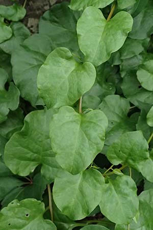 Anredera cordifolia \ Madeirawein, Basellkartoffel / Heartleaf Madeira Vine, I Liguria, Levanto 4.10.2023