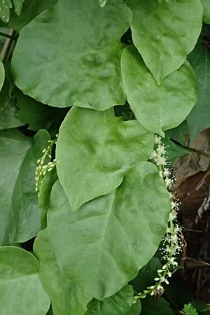 Anredera cordifolia \ Madeirawein, Basellkartoffel / Heartleaf Madeira Vine, I Liguria, Levanto 4.10.2023