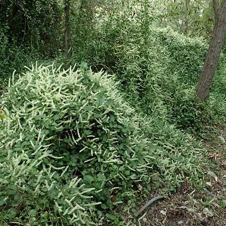 Anredera cordifolia \ Madeirawein, Basellkartoffel / Heartleaf Madeira Vine, I Liguria, Levanto 4.10.2023