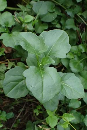 Anredera cordifolia \ Madeirawein, Basellkartoffel / Heartleaf Madeira Vine, I Liguria, Levanto 4.10.2023