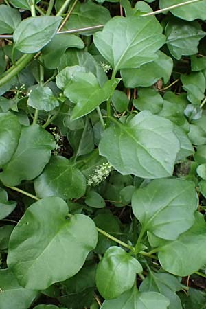 Anredera cordifolia \ Madeirawein, Basellkartoffel / Heartleaf Madeira Vine, I Liguria, Levanto 4.10.2023