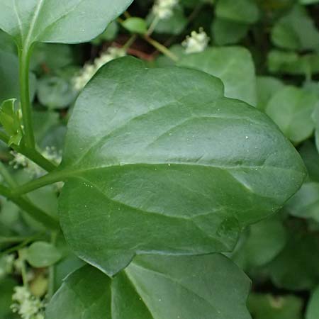 Anredera cordifolia \ Madeirawein, Basellkartoffel / Heartleaf Madeira Vine, I Liguria, Levanto 4.10.2023