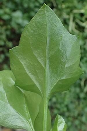 Anredera cordifolia \ Madeirawein, Basellkartoffel / Heartleaf Madeira Vine, I Liguria, Levanto 4.10.2023
