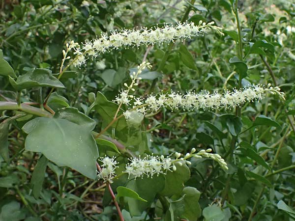 Anredera cordifolia \ Madeirawein, Basellkartoffel / Heartleaf Madeira Vine, I Liguria, Levanto 4.10.2023