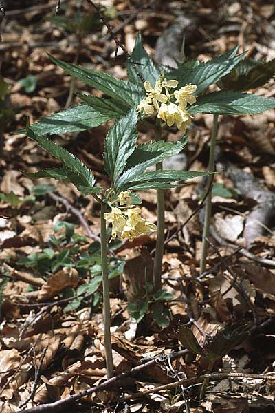 Cardamine enneaphyllos \ Quirlblttrige Zahnwurz / Drooping Bitter-Cress, I Monte Baldo 10.5.1986
