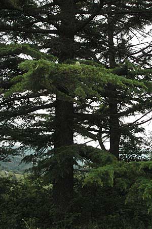 Cedrus libani \ Libanon-Zeder / Cedar of Lebanon, I Passignano 1.6.2007