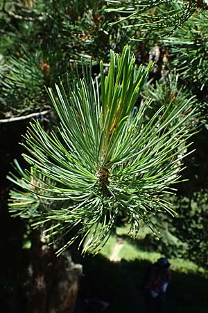 Pinus cembra \ Zirbel-Kiefer, Arve / Arolla Pine, Swiss Stone Pine, I Bormio 9.7.2026