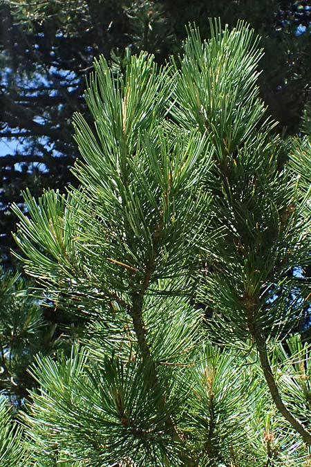 Pinus cembra \ Zirbel-Kiefer, Arve / Arolla Pine, Swiss Stone Pine, I Bormio 9.7.2026
