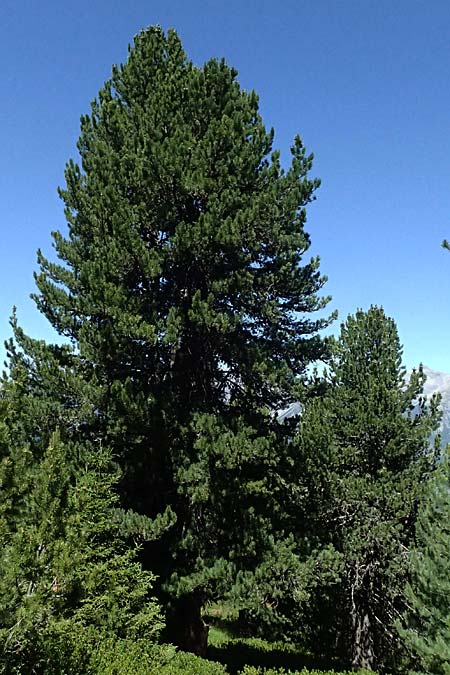 Pinus cembra \ Zirbel-Kiefer, Arve / Arolla Pine, Swiss Stone Pine, I Bormio 9.7.2026