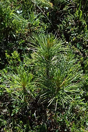 Pinus cembra \ Zirbel-Kiefer, Arve / Arolla Pine, Swiss Stone Pine, I Bormio 9.7.2026