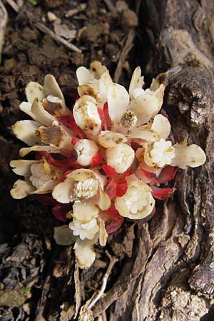 Cytinus hypocistis subsp. clusii \ Roter Zistrosen-W�rger, Kreta-Zistrosen-W�rger / Cytinus, I Liguria, Toirano 20.5.2013