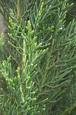 Cupressus sempervirens var. pyramidalis \ Sulen-Zypresse, Italienische Zypresse / Italian Cypress, I Passignano 1.6.2007