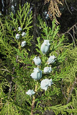 Platycladus orientalis \ Morgenlndischer Lebensbaum, Thuja / Oriental Arbor-Vitae, I Orvieto 2.6.2007