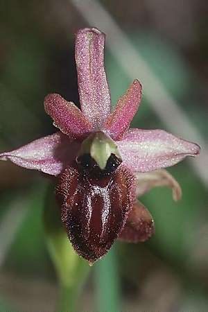 Östliche Ophrys exaltata subsp. arachnitiformis, I  Imperia 16.4.2001 