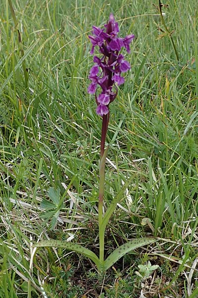 Dactylorhiza alpestris x Gymnadenia conopsea s.l., I   Südtirol, Plätzwiese 5.7.2022 