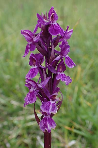Dactylorhiza alpestris x Gymnadenia conopsea s.l., I   Südtirol, Plätzwiese 5.7.2022 