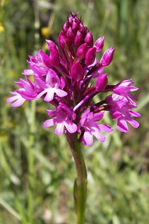 Anacamptis pyramidalis \ Pyramidenorchis, Hundswurz, I  Liguria, Dolcedo 23.5.2013 