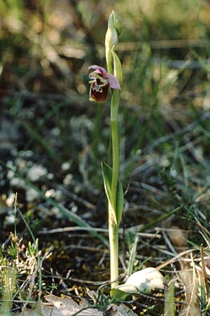 Ophrys appennina / Appennins Late Spider Bee Orchid, I  Abruzzo Isernia 4.5.1989 