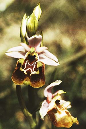 Ophrys appennina / Appennins Late Spider Bee Orchid, I  Abruzzo Isernia 4.5.1989 