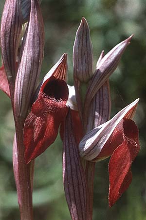 Serapias apulica \ Apulischer Zungenständel, I  Promontorio del Gargano 29.4.1985 
