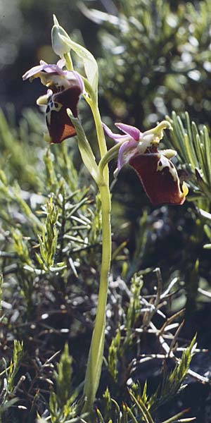 Ophrys apulica \ Apulische Ragwurz / Apulian Bee Orchid, I  Promontorio del Gargano, Mattinata 29.4.1985 