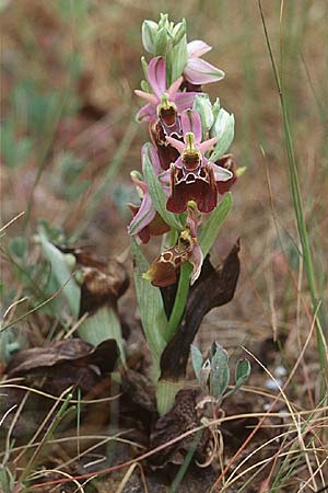 Ophrys apulica \ Apulische Ragwurz / Apulian Bee Orchid, I  Lecce 8.4.1998 
