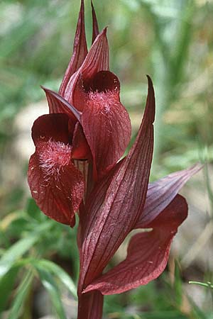Serapias apulica \ Apulischer Zungenständel, I  Torre Canne 10.4.1999 