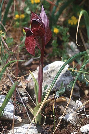 Serapias apulica \ Apulischer Zungenständel, I  Torre Canne 10.4.1999 
