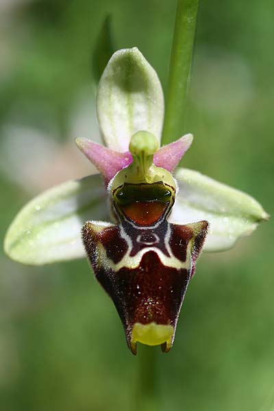 Ophrys apulica x conradiae, I   Murge Alta, Gravina 29.5.2015 (Photo: Helmut Presser)