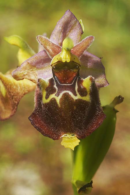 Ophrys apulica x parvimaculata, I   Murge 1.5.2026 (Photo: Helmut Presser)