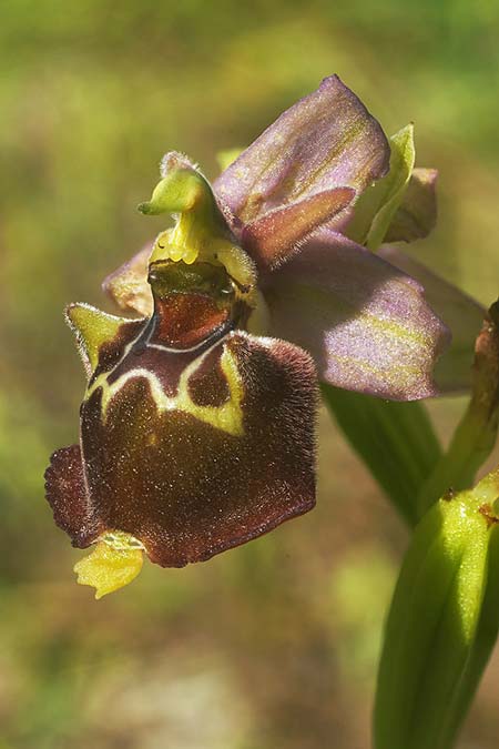 Ophrys apulica x parvimaculata, I   Murge 1.5.2026 (Photo: Helmut Presser)