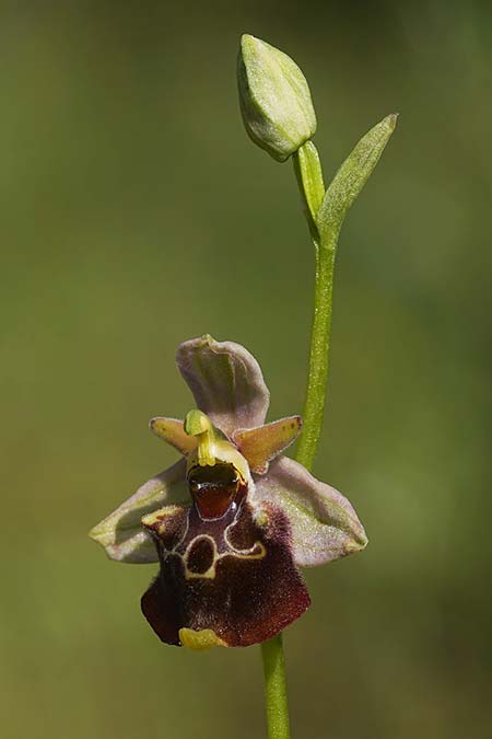 Ophrys apulica x parvimaculata, I   Murge 1.5.2026 (Photo: Helmut Presser)