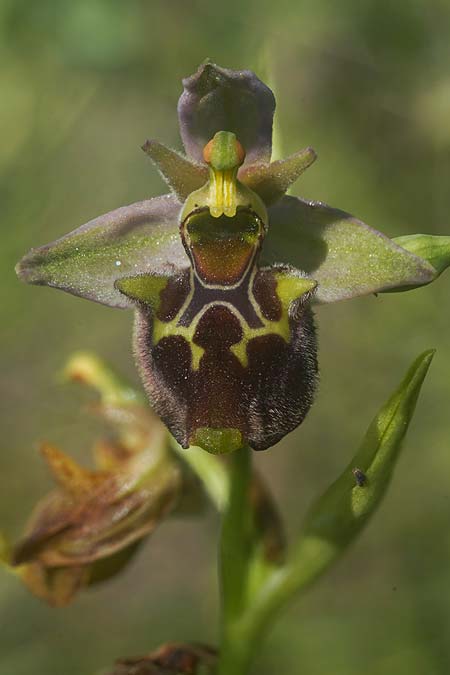 Ophrys apulica x parvimaculata, I   Murge 1.5.2026 (Photo: Helmut Presser)