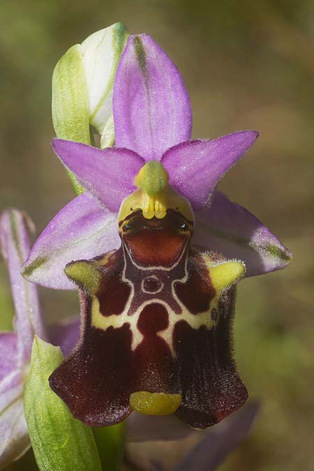 Ophrys apulica x parvimaculata, I   Murge 1.5.2026 (Photo: Helmut Presser)
