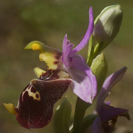 Ophrys apulica x parvimaculata, I   Murge 1.5.2026 (Photo: Helmut Presser)