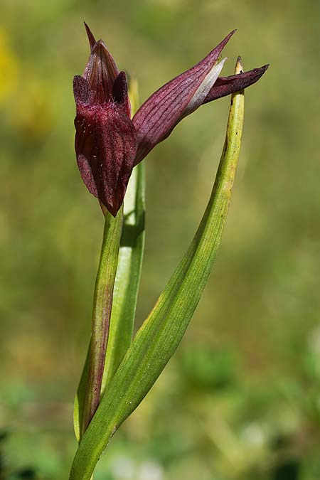 Serapias apulica x vomeracea, I   Promontorio del Gargano, Ost/East 3.5.2026 (Photo: Helmut Presser)