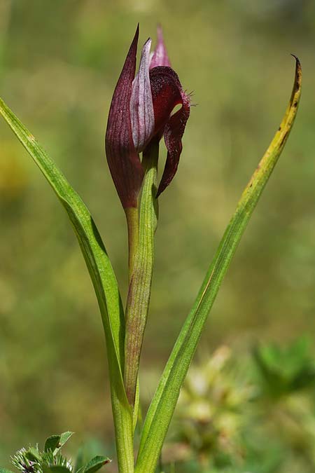 Serapias apulica x vomeracea, I   Promontorio del Gargano, Ost/East 3.5.2026 (Photo: Helmut Presser)