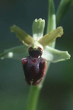 Ophrys classica, I  Marina di Castagneto 28.3.1998 
