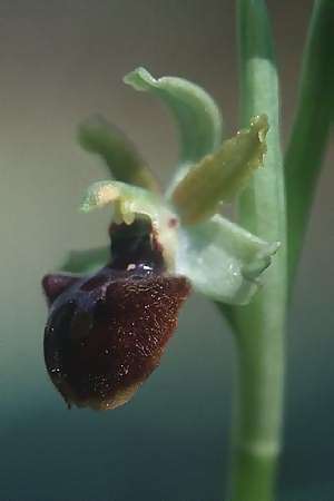 Ophrys classica, I  Marina di Castagneto 28.3.1998 