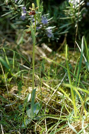 Ophrys argentaria \ Monte-Argentario-Ragwurz / Monte Argentario Orchid, I  Toscana, Talamone 28.3.1998 
